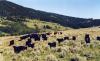 Bonanza Creek Country Guest Ranch