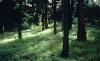 Fisher Divide Trail