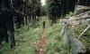 McGuire Mountain Trail
