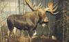 North American Wildlife Museum