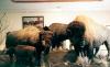 Museum of the Northern Great Plains