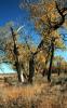 Pirogue Island State Park