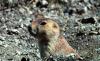 Greycliff Prairie Dog Town State Park