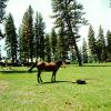 Gordon Ranch