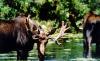 Wade Lake Resort