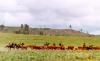 Drga Ranch