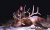 Avalanche Basin Outfitters