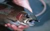 Kootenai River Outfitters