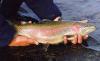 Headwaters Guide Service