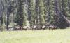Montana Safaris