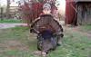 Al Gadourys 6X Outfitters
