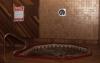 Bozemans Western Heritage Inn