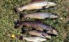 Ennis National Fish Hatchery