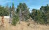 Helena National Forest