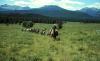 JJJ Wilderness Ranch