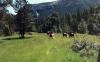 Homestead Ranch
