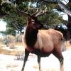 Elk Creek Outfitters